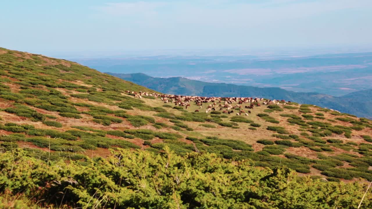 A flock of sheep up on a hill in the mountains