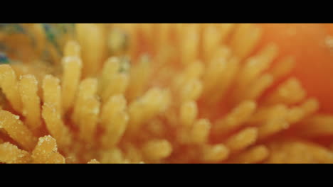 close-up of flower stamen