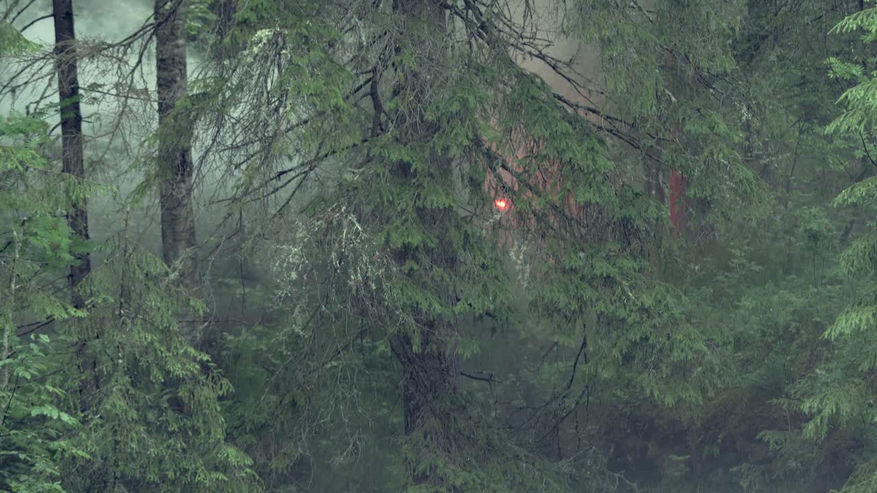 불과 함께 안개 숲 산책