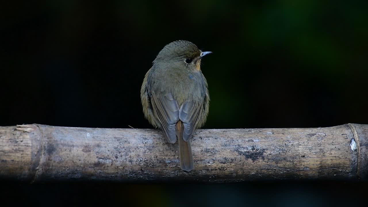 Hill Blue Flycatcher Perched on a Bamboo, Cyornis whitei