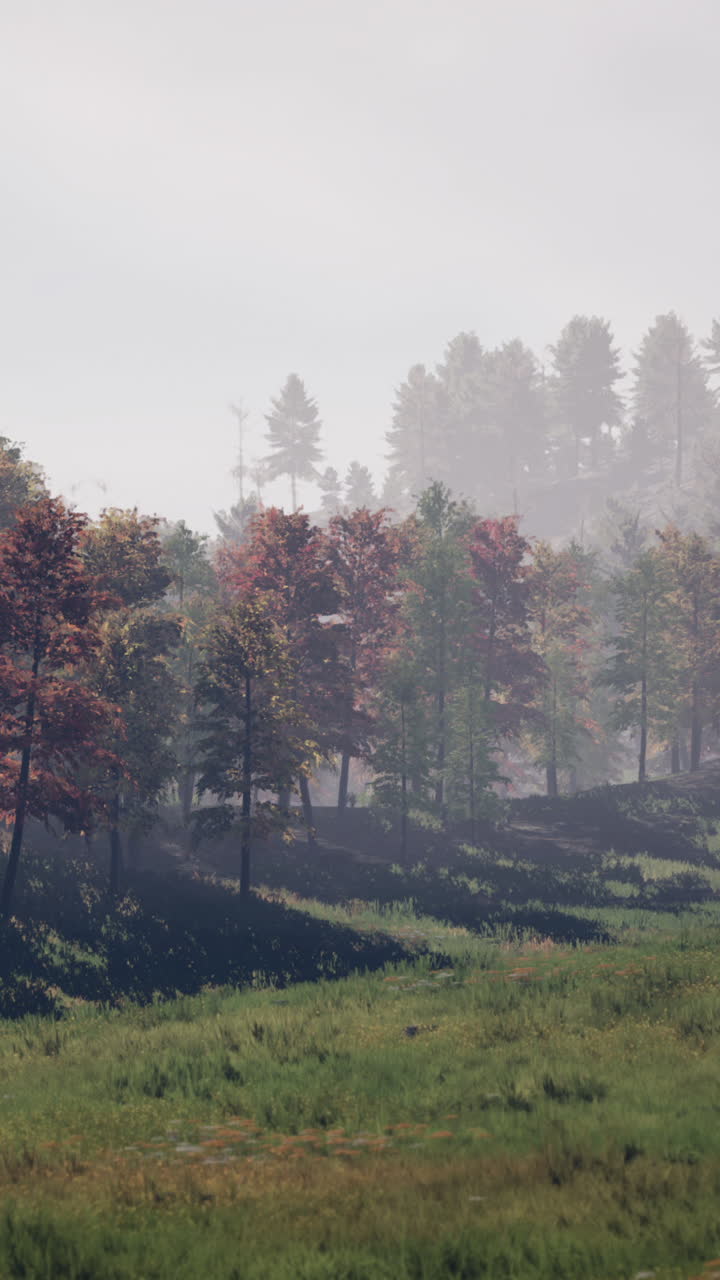 안개 가득한 가을의 숲 풍경