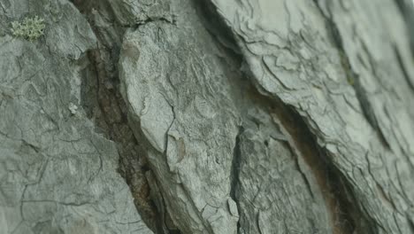 close-up of pine tree bark texture