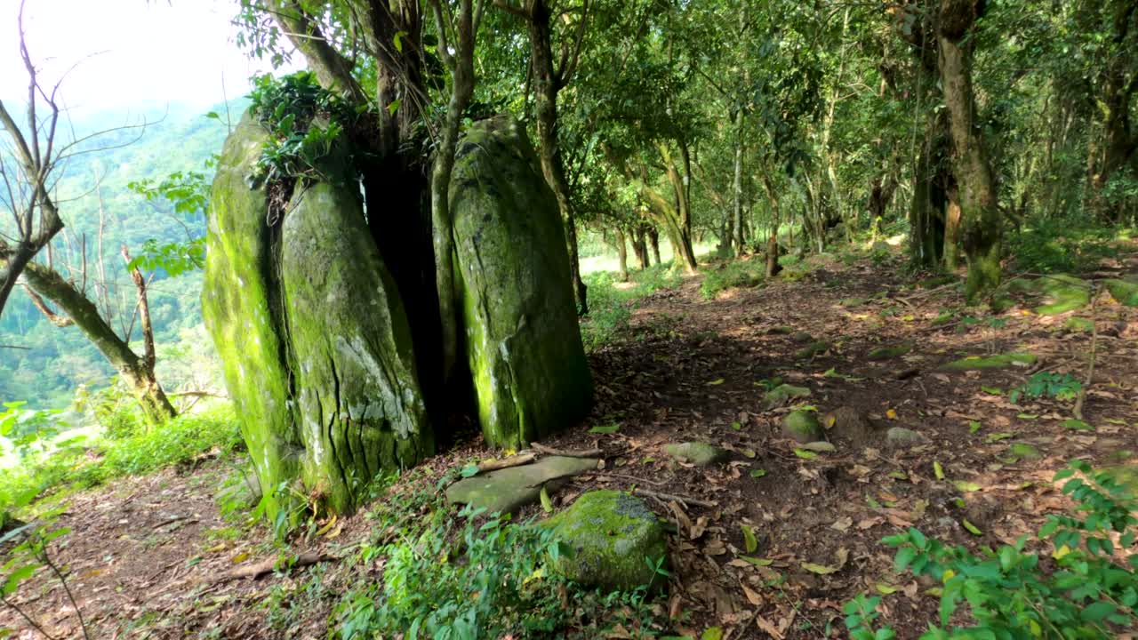 primer plano de una piedra partida por la mitad por un árbol que creció fuera de la piedra
