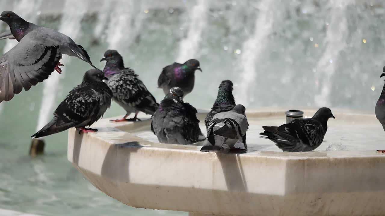 Pigeons Drinking at a Fountain