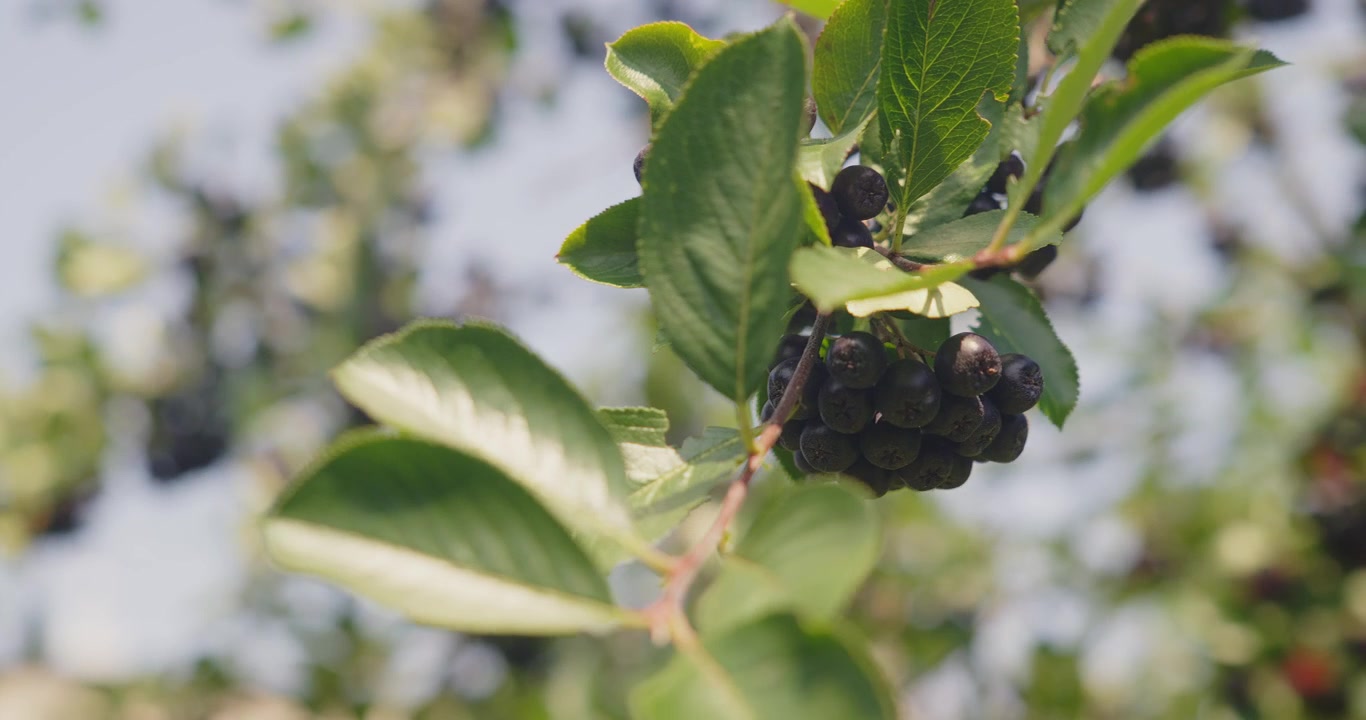 Un racimo de moras oscuras comestibles cuelga de un arbusto de jardín, con la fruta y el follaje moviéndose suavemente con la brisa de verano