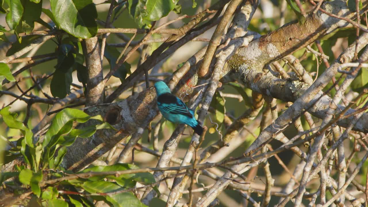 Blue-and-black Tanager perched above the jungle, hunting insects under Peru’s bright rainforest sky.