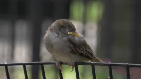 house sparrow sleeping on a fence, filmed in 180 fps slow motion at chelsea park, manhattan park in new york city