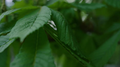 Bush-leafs-blossoming-on-small-branches-in-spring-warm-forest-in-closeup.