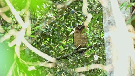 Buffy-Fish-Owl,-Ketupa-ketupu