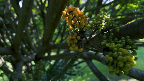 racimos de bayas amarillas y verdes que crecen en un árbol