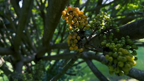 clusters of yellow and green berries growing on a tree