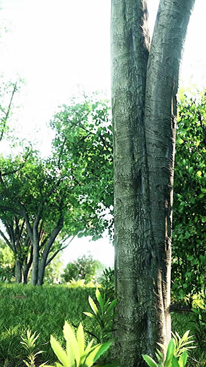 Close-up Of A Tree Trunk In A Forest