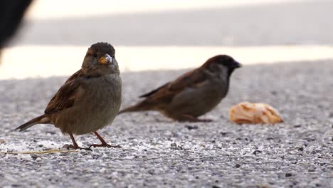 pájaros comiendo migas de pan de un trozo de pan, dos gorriones en un frío día de invierno