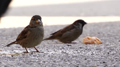 birds eating breadcrumbs from a bread piece, two sparrows on a cold winter day