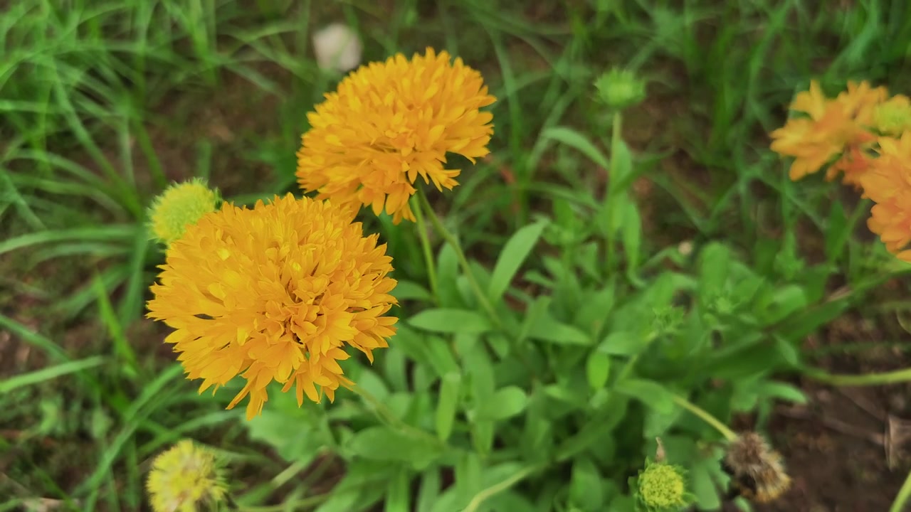 Primo piano di vivaci fiori Solanna Golden Sphere che sbocciano con boccioli freschi in un giardino paesaggistico, creando una colorata esposizione floreale ornamentale.