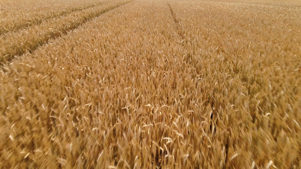 Barley, Cereal crop production on a large scale in Poland. Smooth low level aerial shot