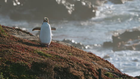 Un-Pingüino-De-Ojos-Amarillos-Al-Amanecer-En-Katiki-Point,-Nueva-Zelanda---Plano-Amplio