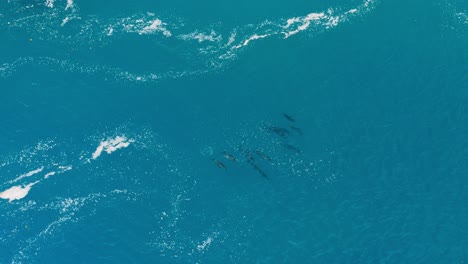 dolphins swimming through ocean water seen from above