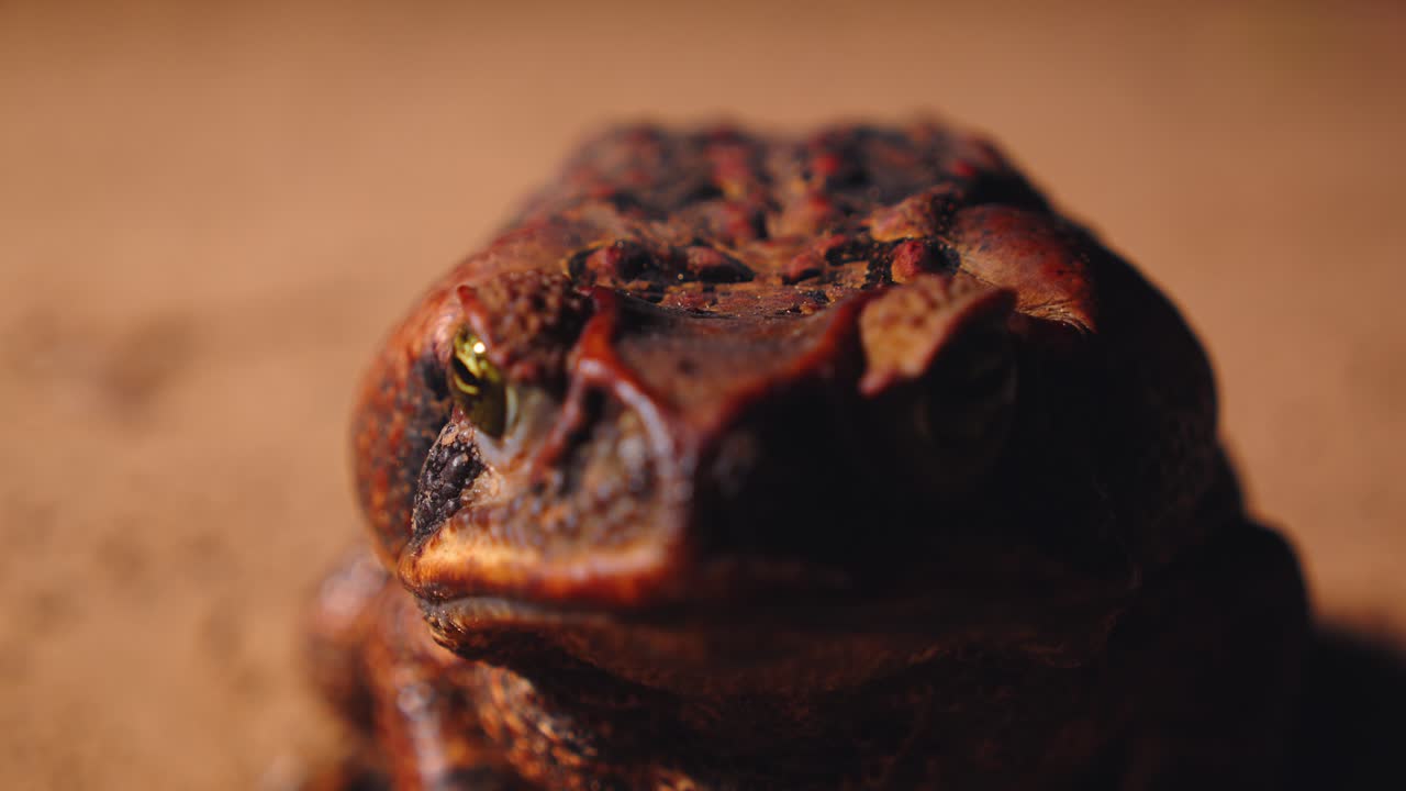 Amazon forest floor hosts a cane toad, Breathing and still and alert in a morning closeup from Peru.