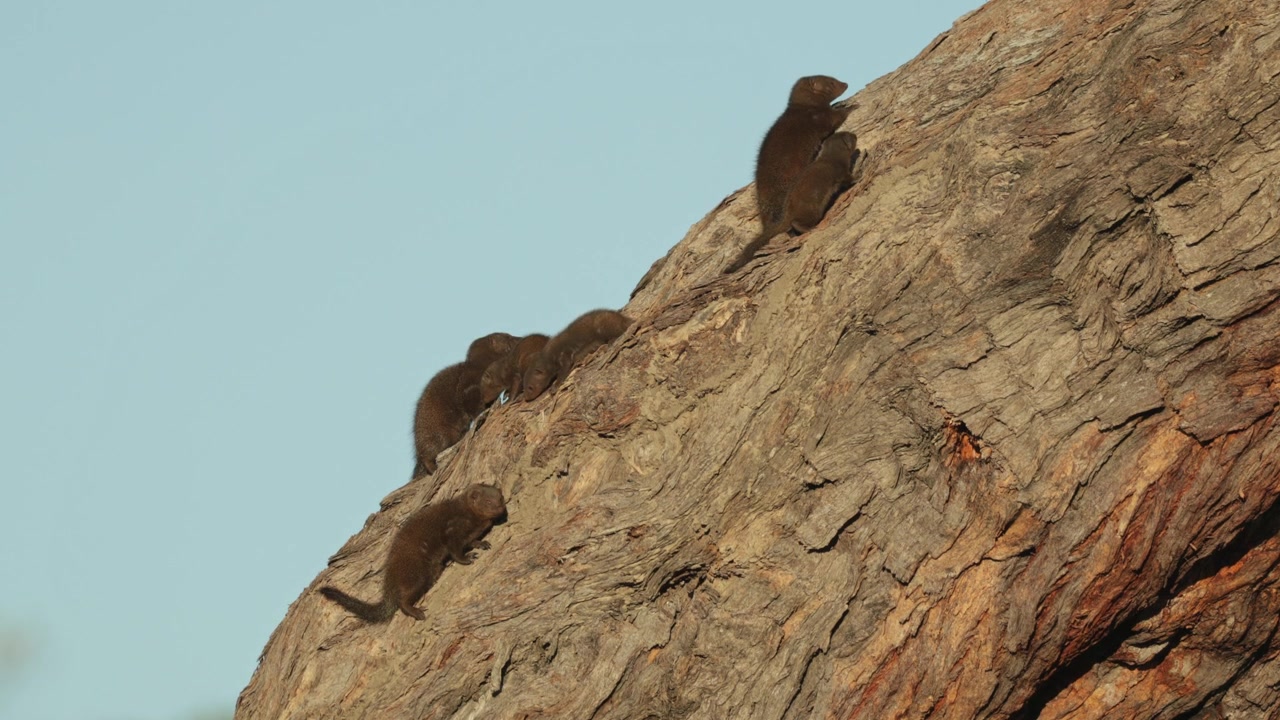 A group of dwarf mongooses relaxes together on a large tree branch, basking in the warm sunlight while young members of the group move among the adults.