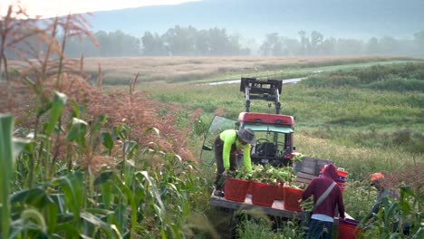 dolly reveal shot moving to the right of a tractor with flatbed and farmer and farmhands arranging corn on it