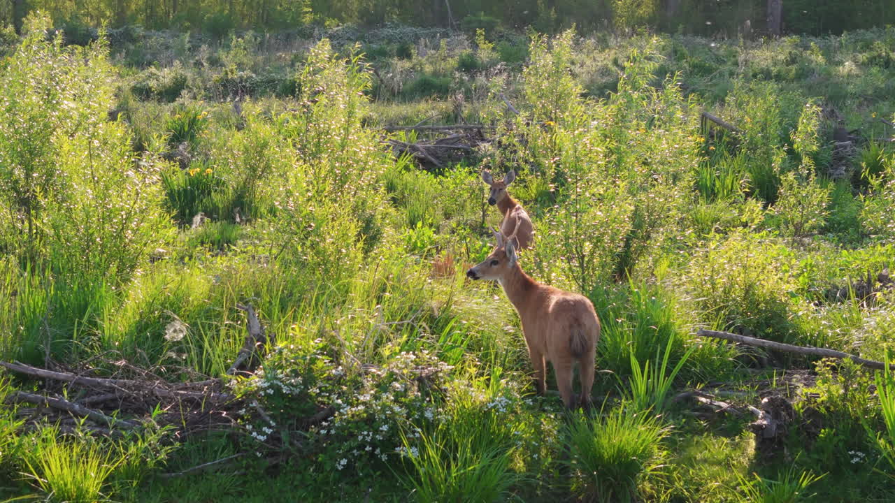 Wild marsh deer buck and doe stand in natural habitat, South America