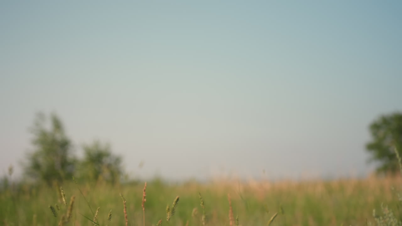 close up of delicate meadow grass swaying gently in warm breeze under clear blue sky, soft natural light enhances peaceful countryside atmosphere with hints of distant trees in background