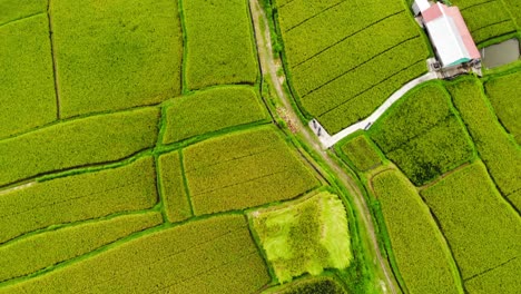 Vista-Aérea-De-Campos-De-Arroz-Verdes-Y-Exuberante-Vegetación-En-Bali,-Indonesia