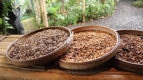 Close-Up:-Row-of-trays-with-different-colours-of-raw-coffee-beans-drying-on-a-bamboo-table