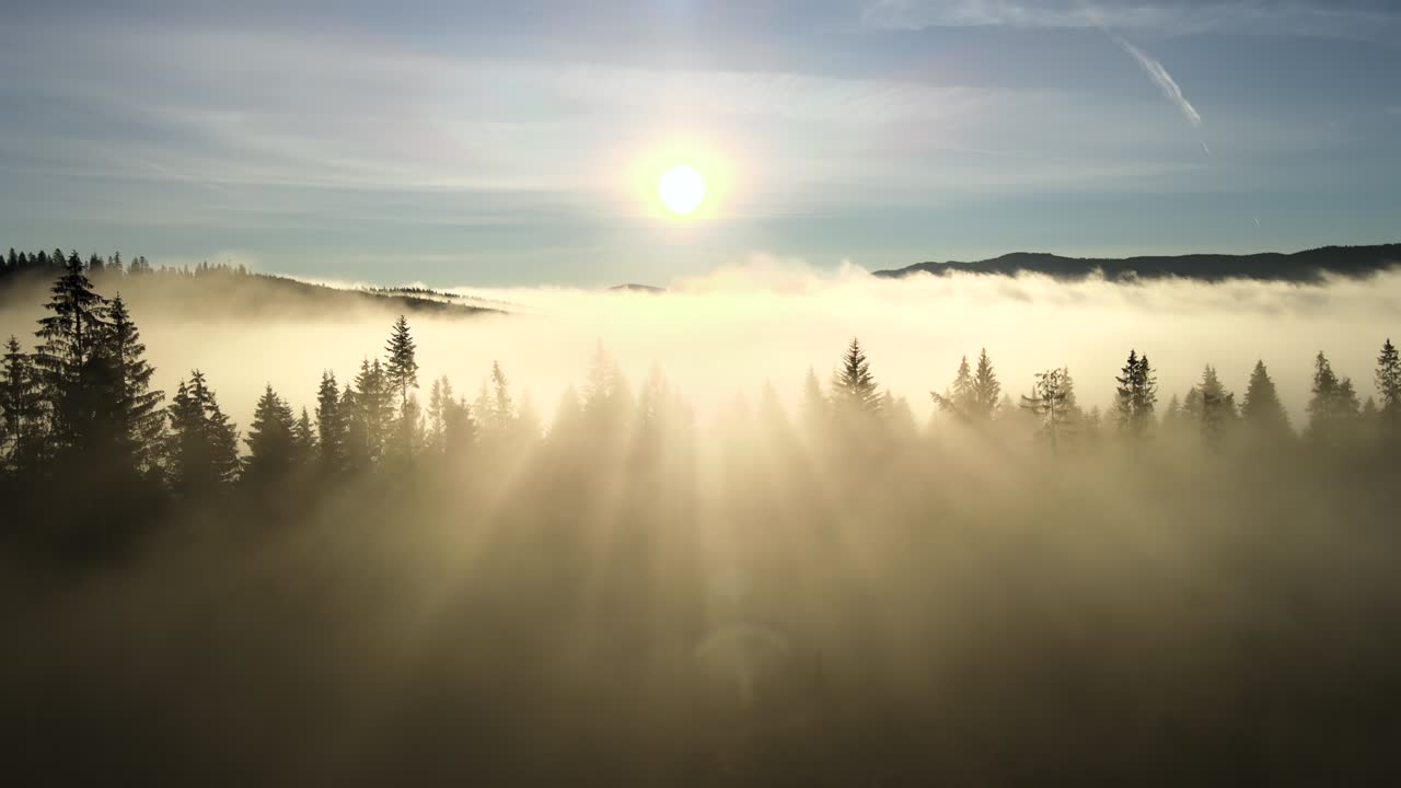 Ilmakuva tummanvihreistä männyistä kuusimetsässä, jossa auringonnousun säteet paistavat oksien läpi sumuisilla syysvuorilla.