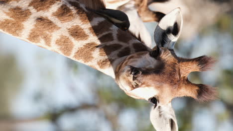 Madenhacker-Fressen-Zecken-Und-Parasiten-Der-Afrikanischen-Giraffe