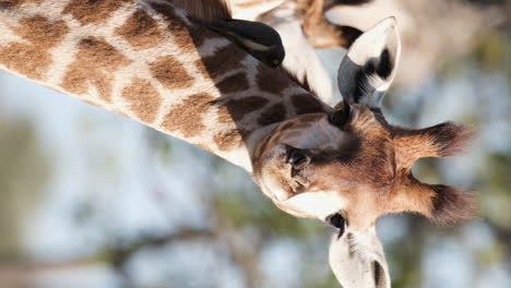 los picos de buey comen garrapatas y parásitos de la jirafa africana