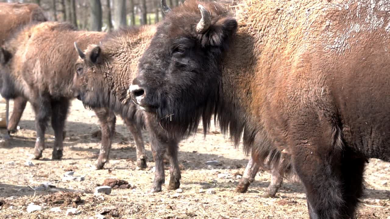 enorme bisonte hembra lamiendo su cara en un día soleado, slomo
