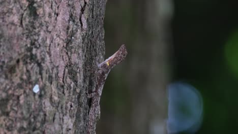 cuerpo extendido mientras espera una presa mientras el árbol en el fondo se mueve con el viento, visto volando dragón draco maculatus, tailandia