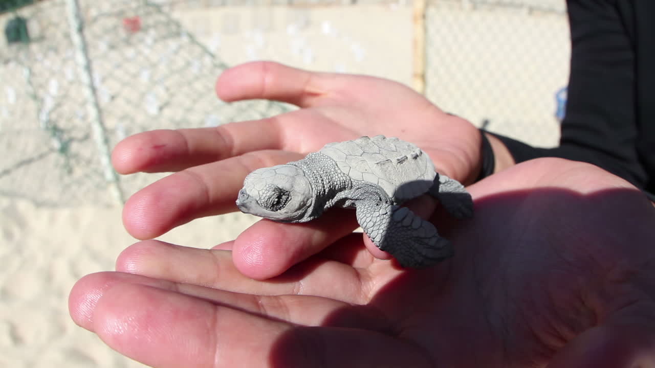 la tortuga bebé en las manos
