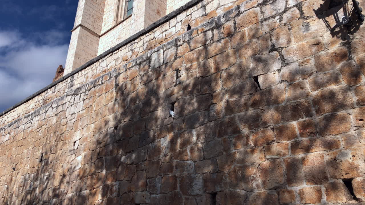 비둘기와 화창한 날