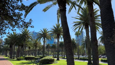 Rows-of-palm-trees-on-Riverside-Drive-with-the-skyscrapers-of-Perth-city-in-the-background,-Western-Australia