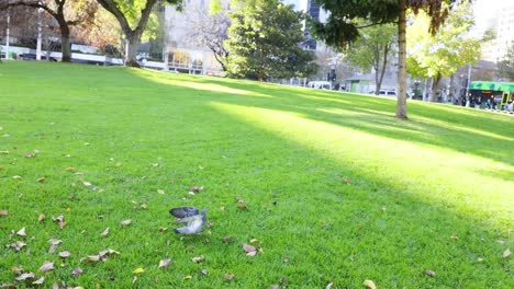 pigeon takes flight in a leafy park