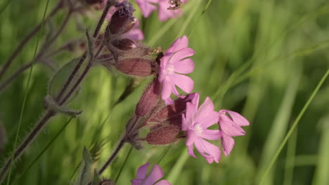 Macroshot-De-Algunas-Flores-Rosas-Moviéndose-Lentamente-Con-El-Viento