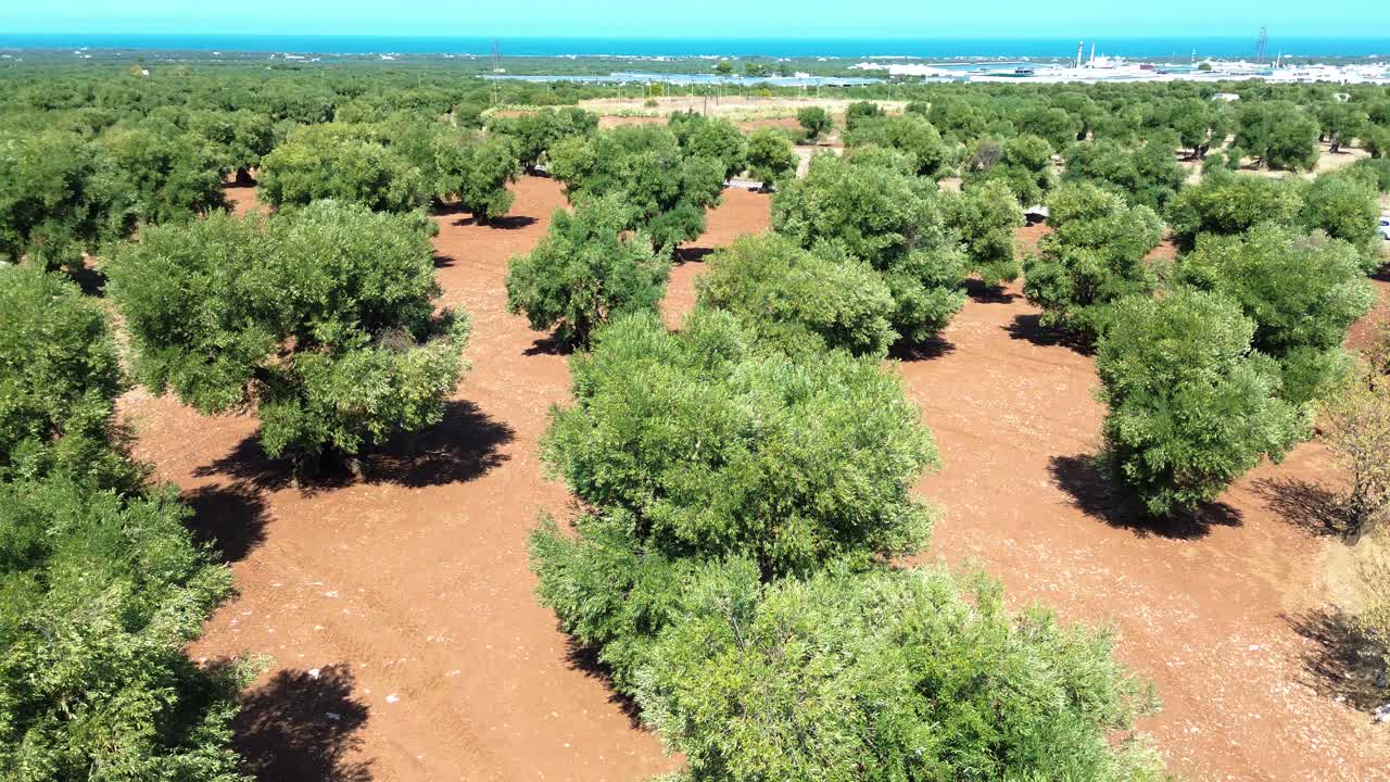 Giornata calda e soleggiata su una piantagione di alberi di ulivo in Italia, vista aerea