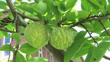 custard apple fruit growing on the tree