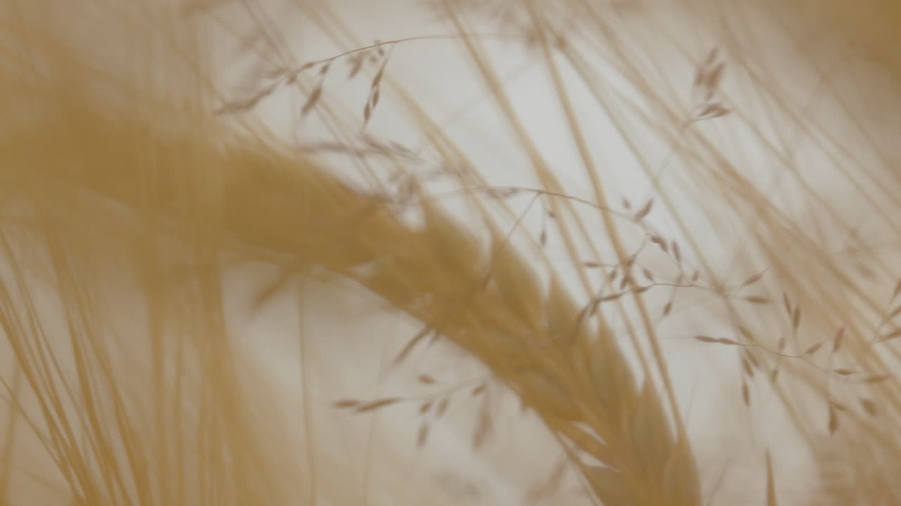 macro de las espigas de cereal en maduración que se balancean en el viento