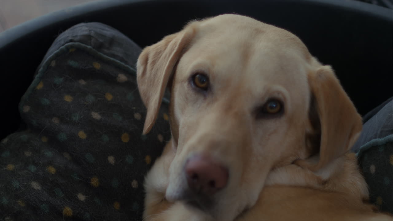 cute golden labrador adult dog resting at home looks up, close up