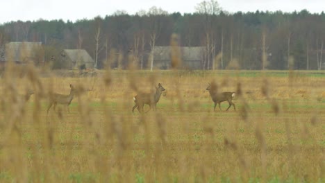 group of european roe deer relaxing in green agricultural field in overcast day, medium shot from a distance trough the reeds