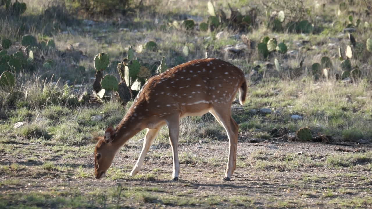 una cierva del eje en texas
