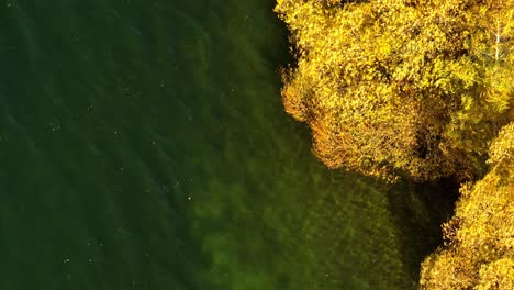 Caída-De-árboles-De-Colores-En-La-Orilla-Del-Lago,-Aéreo