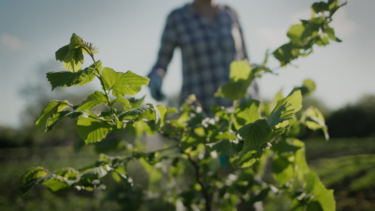 agricultor rocía árboles en el tratamiento de plagas del jardín