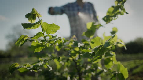 agricultor rocía árboles en el tratamiento de plagas del jardín