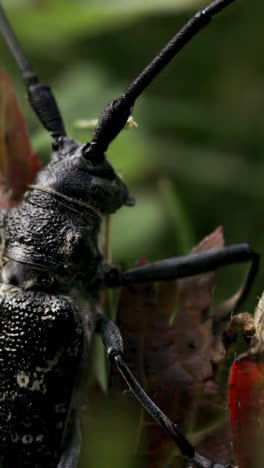 primer plano de un escarabajo de cuernos largos