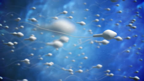 moving egg cell being fertilized by sperm